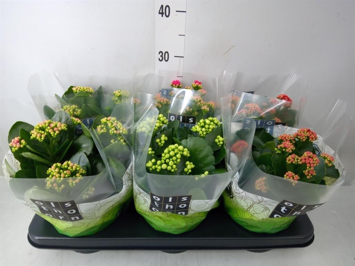 <h4>Kalanchoe blos.   ..rosebud mix  4</h4>