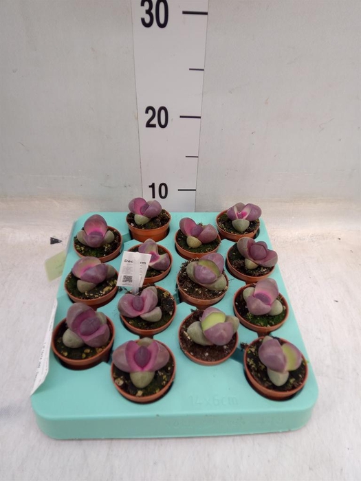 <h4>Lithops sp.</h4>