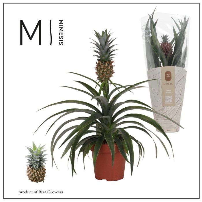 <h4>ANANAS MI AMIGO</h4>