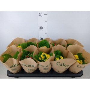 Calceolaria herbeohybrida