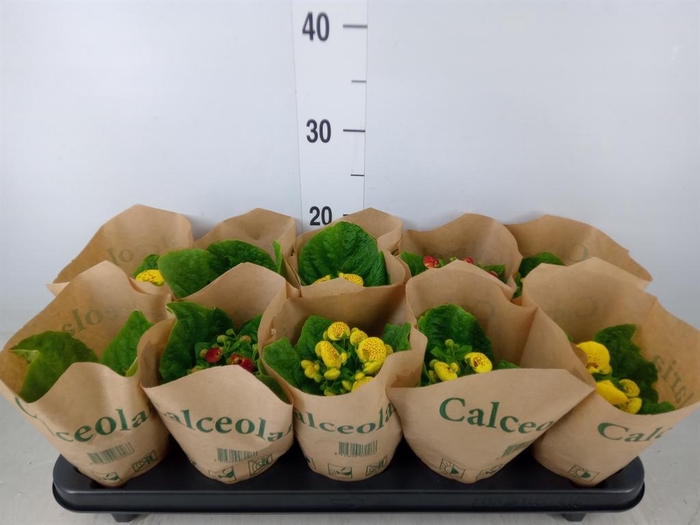<h4>Calceolaria herbeohybrida</h4>