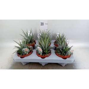 Haworthia fasciata 'Big Band'