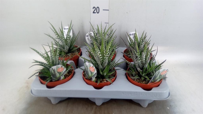 <h4>Haworthia fasciata 'Big Band'</h4>