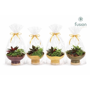 Keramiek schaal Medium met Groenen planten