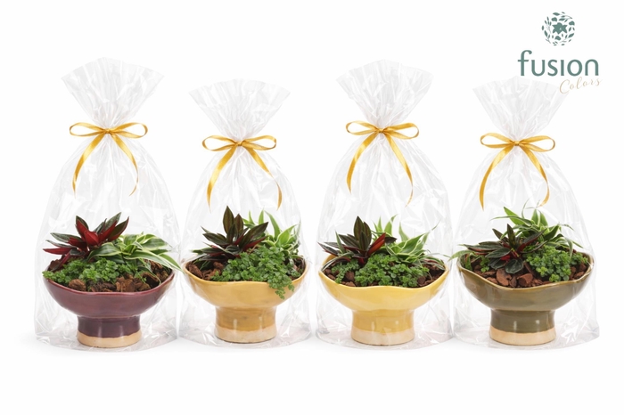 <h4>Keramiek schaal Medium met Groenen planten</h4>