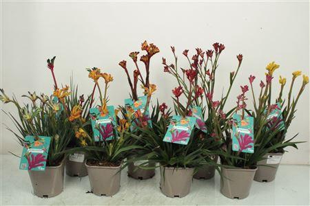 <h4>Anigozanthos Mix</h4>