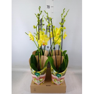 Phalaenopsis   ...yellow