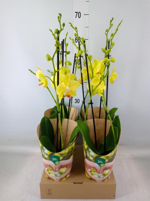 <h4>Phalaenopsis   ...yellow</h4>