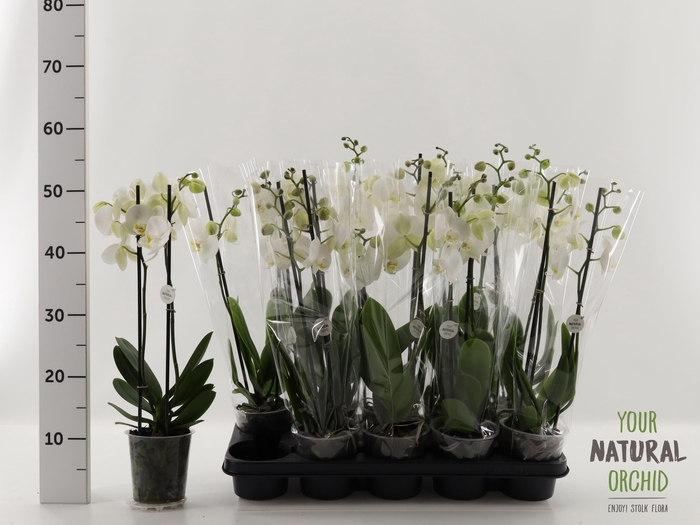 <h4>PHAL OV WIT</h4>