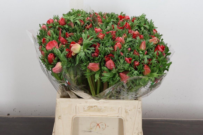 <h4>Anem It Red</h4>