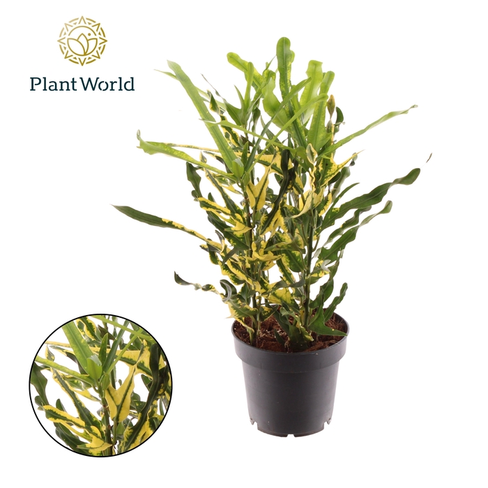 <h4>Croton Pigtail 3pp kopstek</h4>