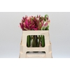 Nerine Mix