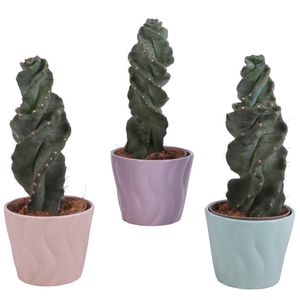 Cactus Cereus Spiralis Ø12cm in Ø14cm Ceramic SE662