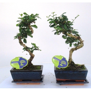 Carmona macrophylla, 15cm., shape, with drip tray