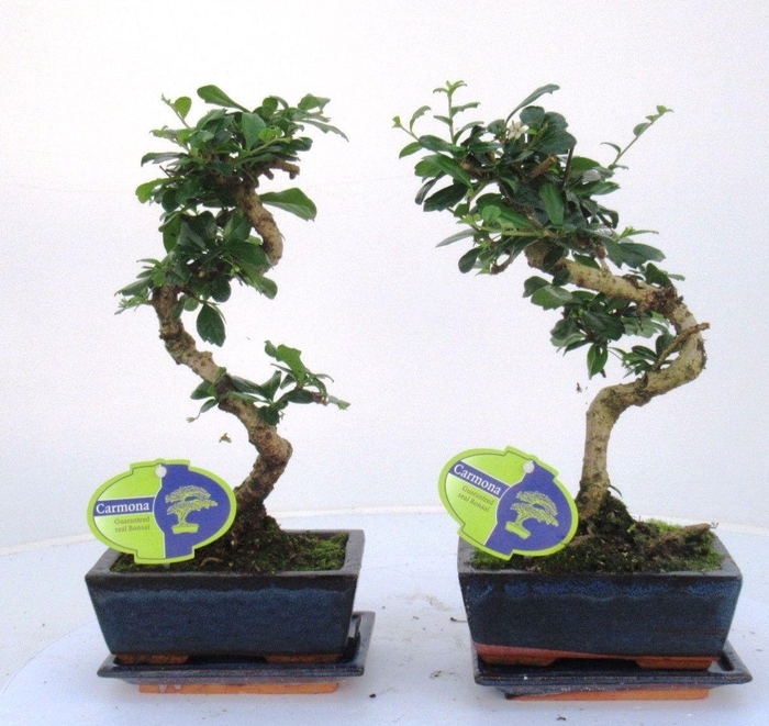 <h4>Carmona macrophylla, 15cm., shape, with drip tray</h4>