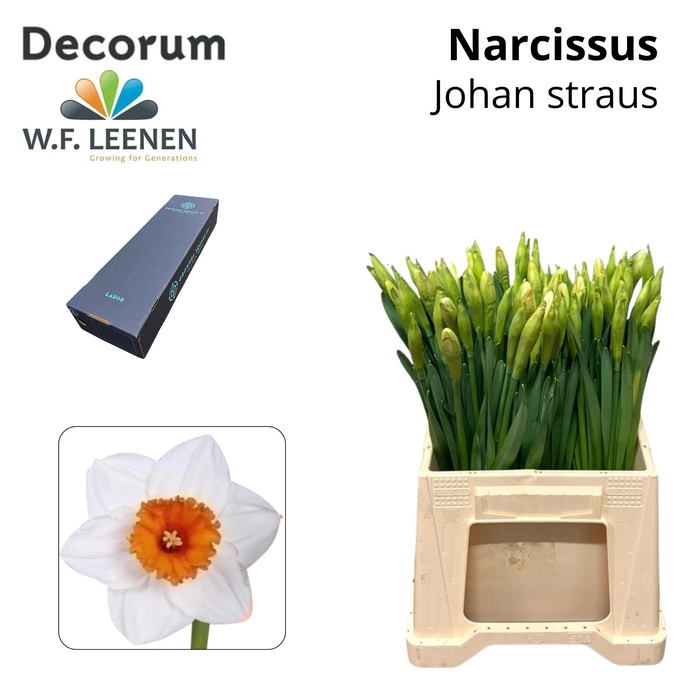 <h4>Narcissus Johan Strauss Large Box 300</h4>