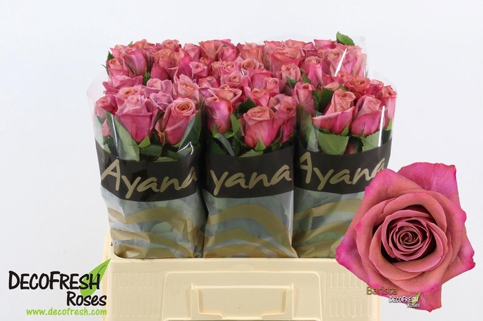 <h4>R Gr Barista</h4>