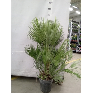 Chamaerops humilis