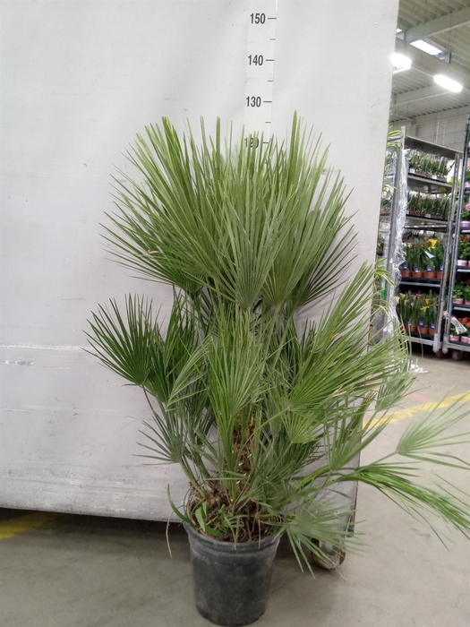 <h4>Chamaerops humilis</h4>