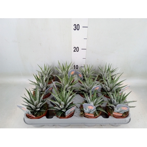 Haworthia fasciata 'Alba'
