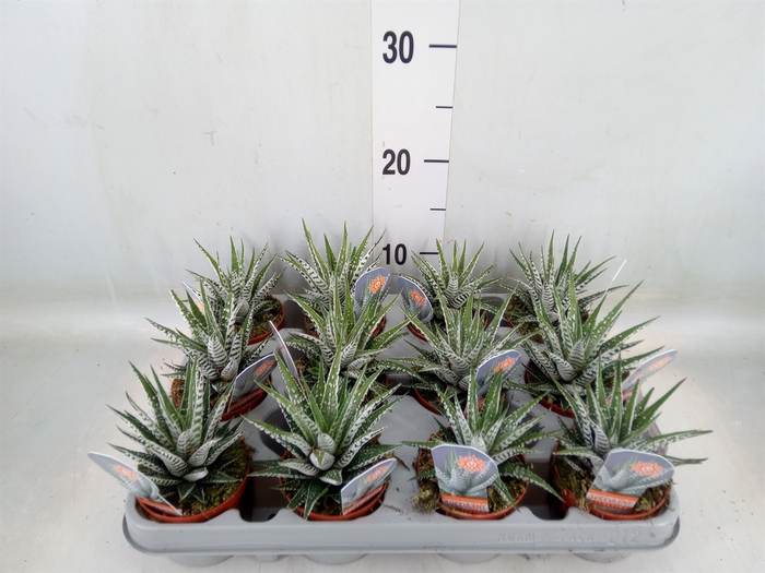 <h4>Haworthia fasciata 'Alba'</h4>