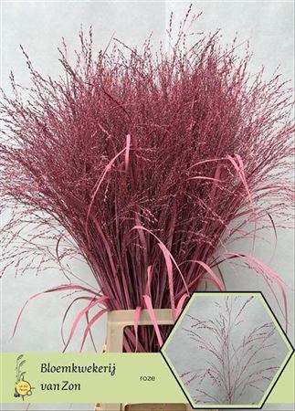 <h4>Siergr Panicum Pink</h4>