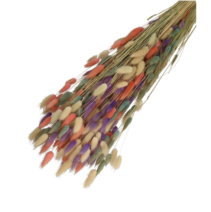 Droogbloem Lagurus mix 65cm 100g