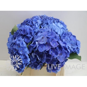 Hydrangea bela blue