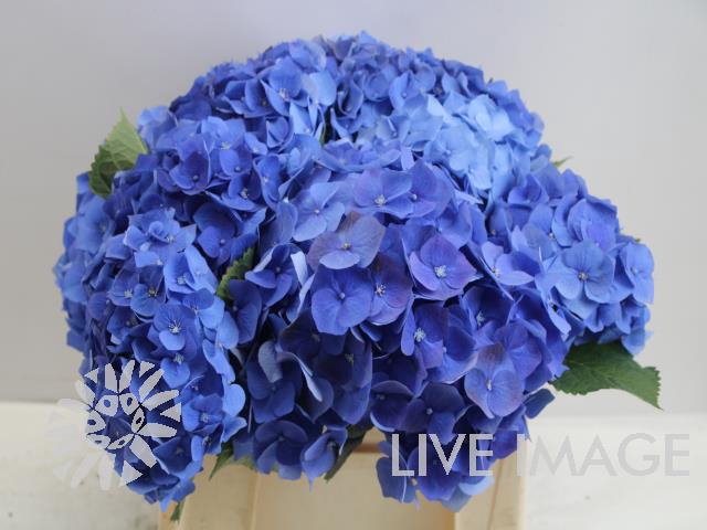 Hydrangea bela blue