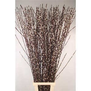 Salix Ca Snow Flake