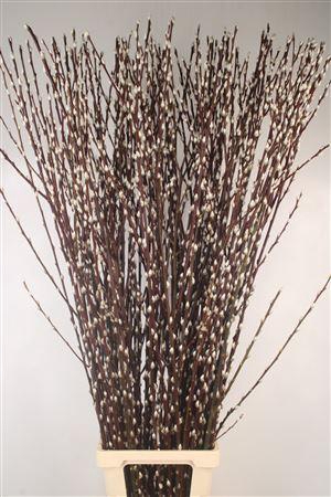<h4>Salix Ca Snow Flake</h4>