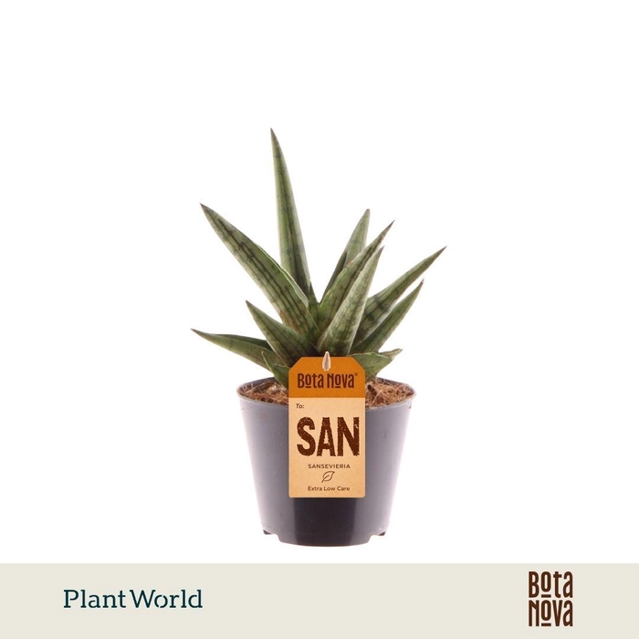 <h4>Sansevieria 'Helios Dwarf'</h4>