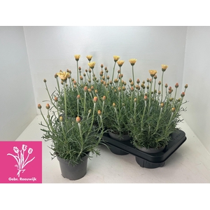 RHODAN H ZAGORA YELL