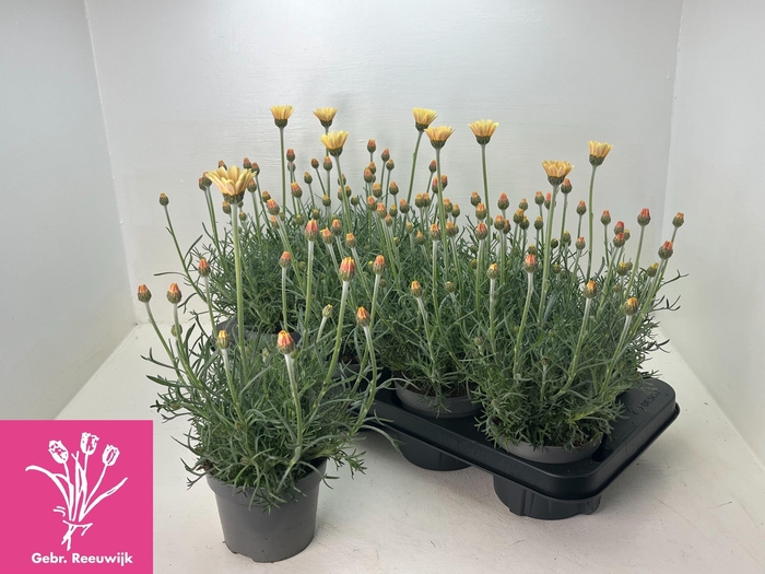 <h4>RHODAN H ZAGORA YELL</h4>