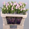 Campanula Cham Pink