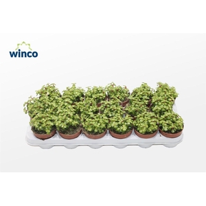 Crassula Afra Mediopicta