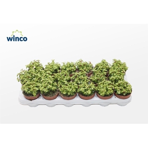 Crassula Afra Mediopicta