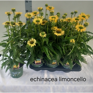 ECHINA SOM LEMON YEL