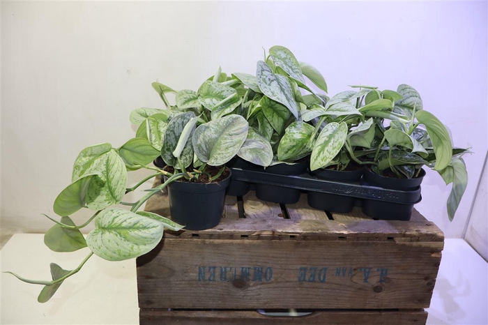 <h4>Scind Pict Trebie</h4>