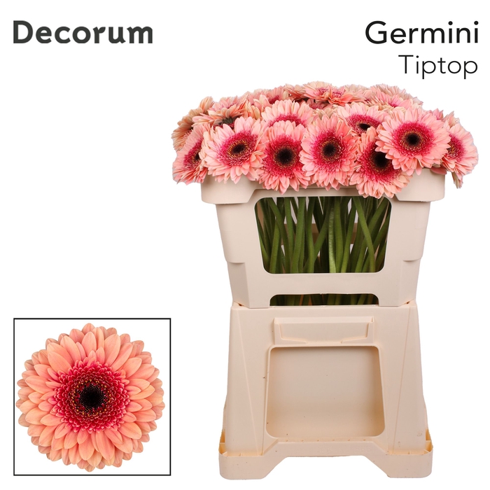 <h4>Germini Tiptop Water x40</h4>