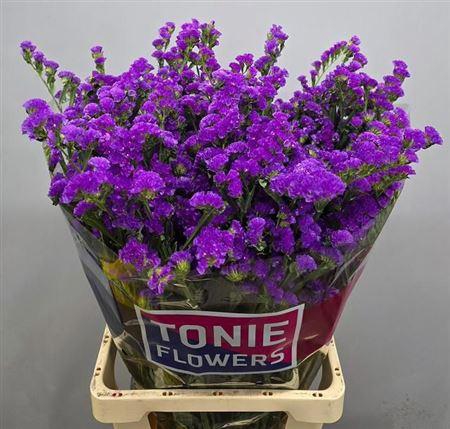 <h4>Lim S Cryst Purple</h4>