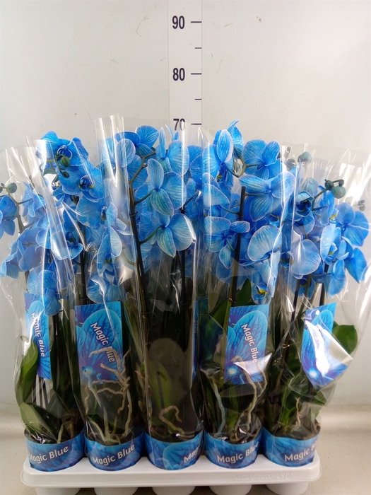 <h4>Phalaenopsis   ...</h4>