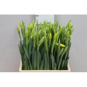 Narc G Gigantic Star