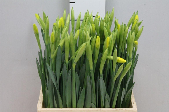 <h4>Narc G Gigantic Star</h4>