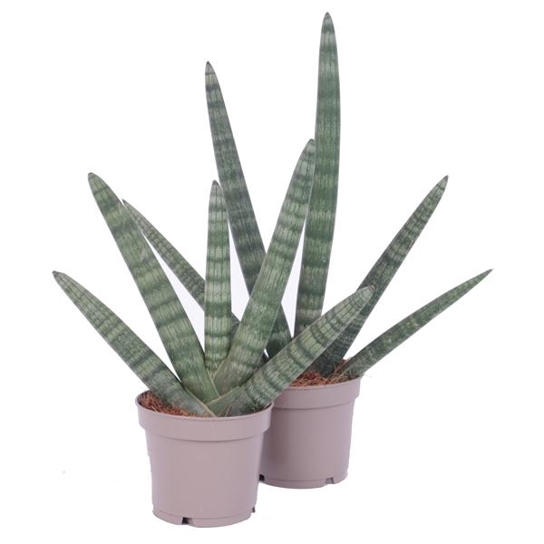 <h4>Sansevieria Cylindrica Handshake Ø12cm</h4>