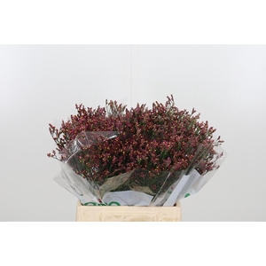 Lim Sin Scar Diamond