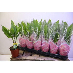 arr8 Convallaria Majalis