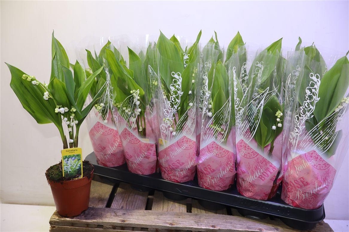 <h4>arr8 Convallaria Majalis</h4>