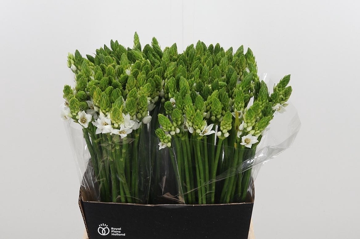 <h4>Ornithogalum Thyrsoides</h4>