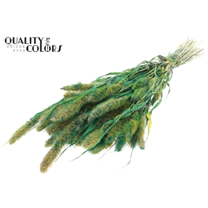 Setaria per bunch Multicolour Green